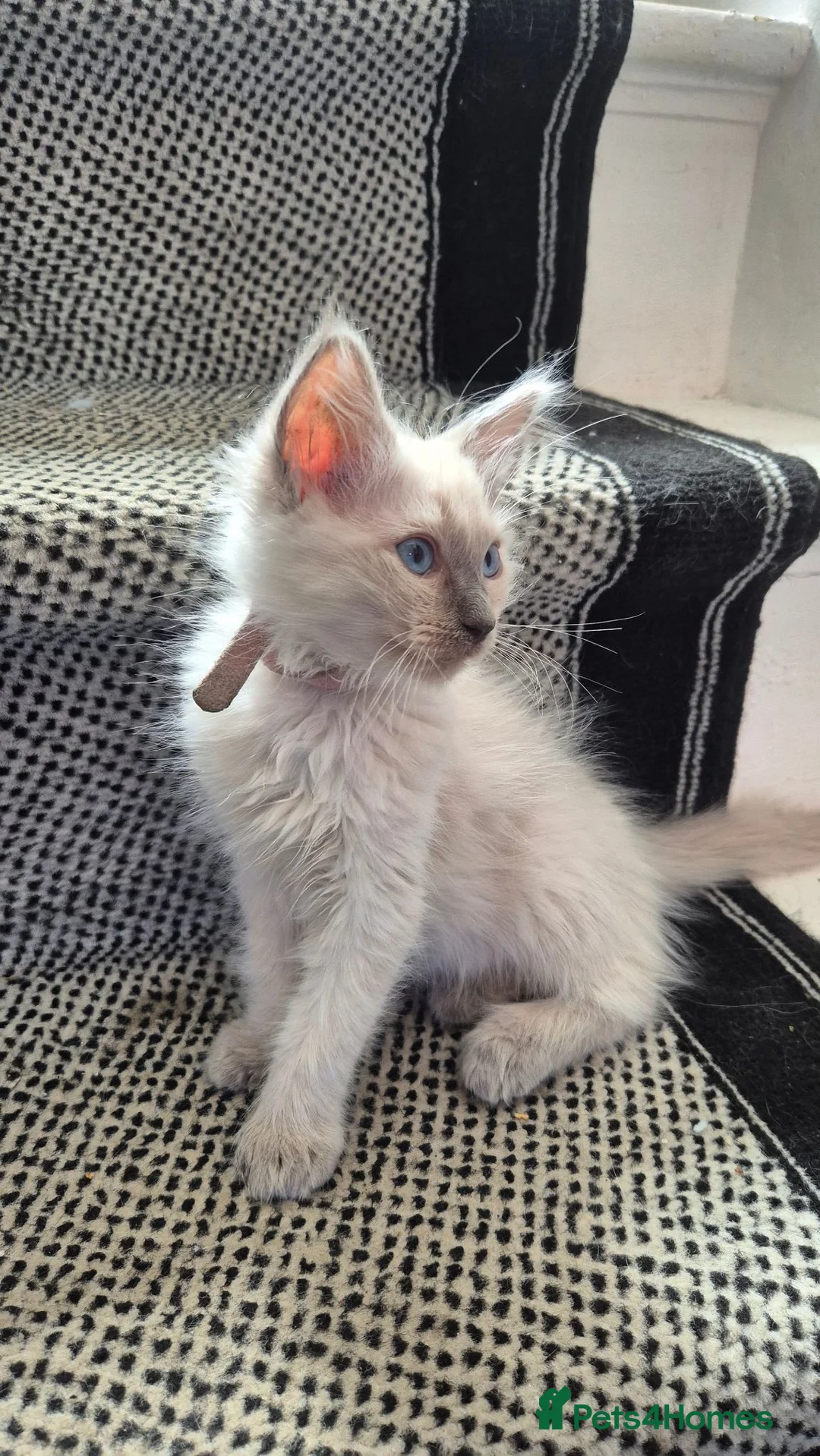 Ragdoll cats for sale: Beautiful Ragdoll kittens  - Advert 2