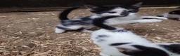 Mixed Breed cats for sale: Friendly Farm Kittens - Advert 14