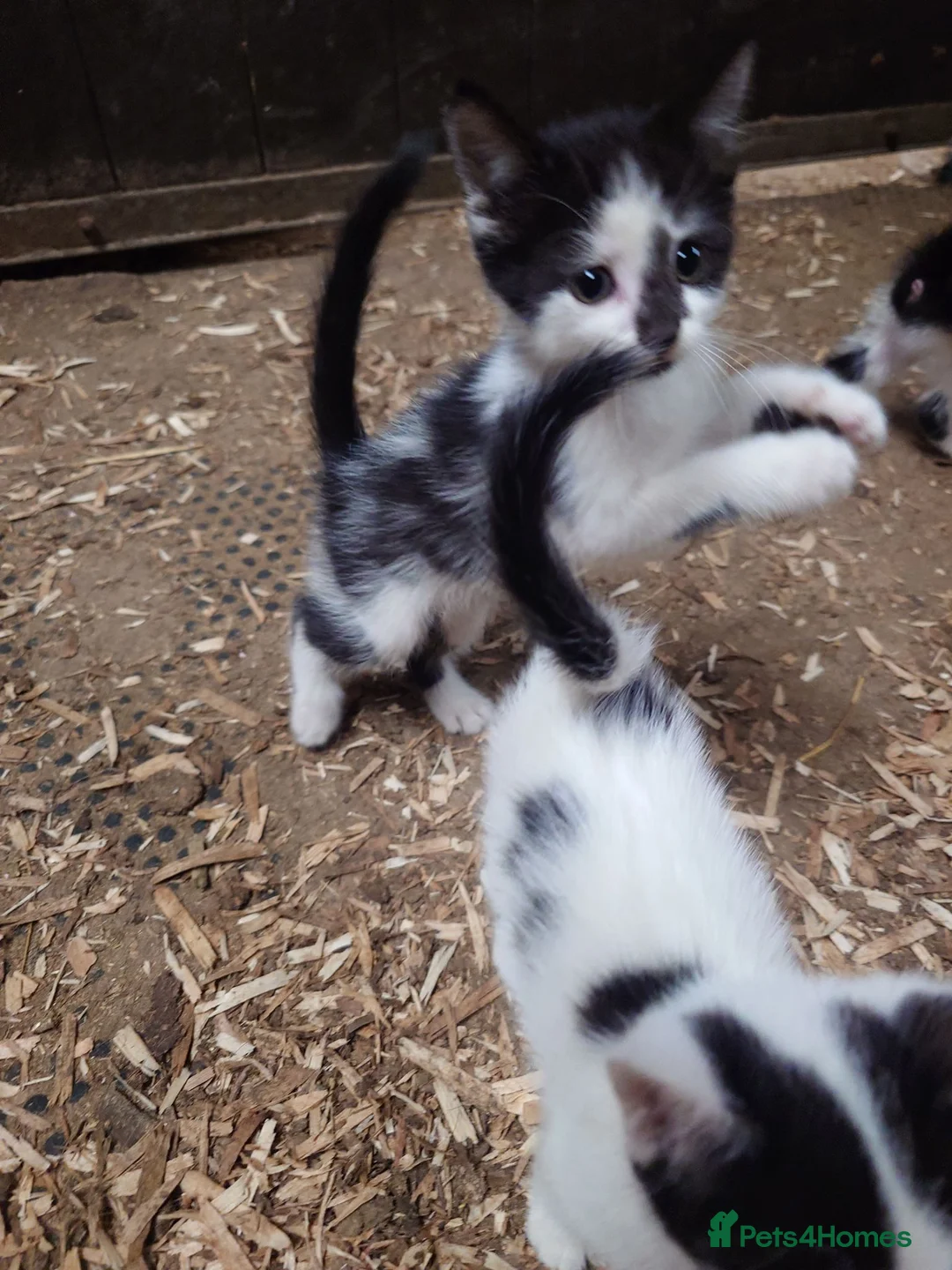 Mixed Breed cats for sale: Friendly Farm Kittens - Advert 14