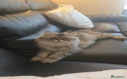 Persian cats for sale: Beautiful Persian kittens 7wks - Image 11
