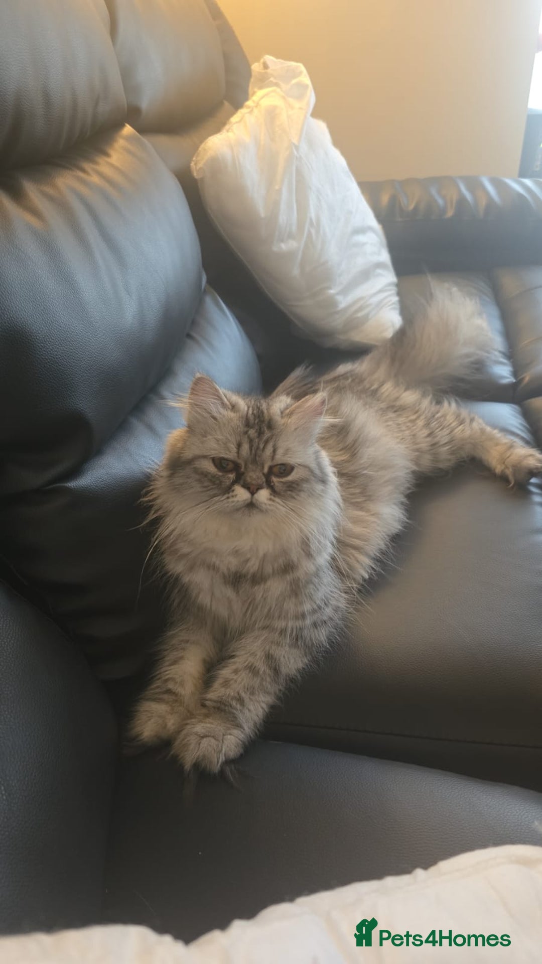 Persian cats for sale: Beautiful Persian kittens 7wks - Image 11