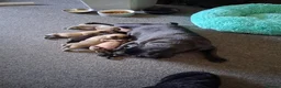 Mixed Breed dogs for sale: 3 females remaining in Alford - Advert 2
