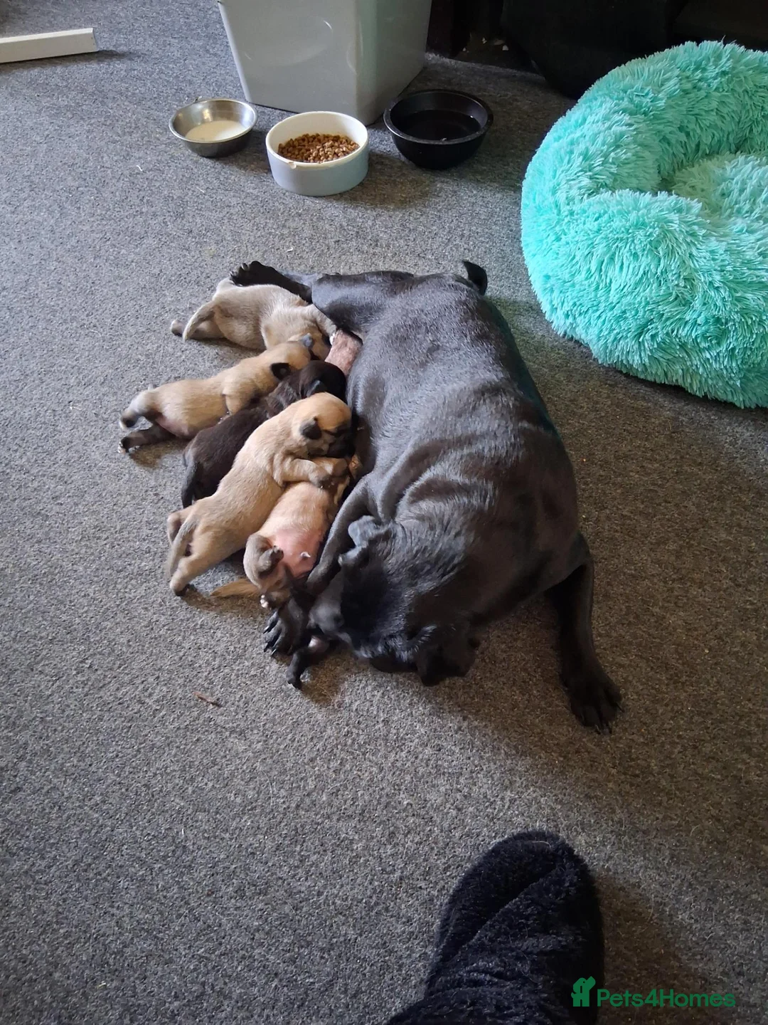 Mixed Breed dogs for sale: 3 females remaining in Alford - Advert 2