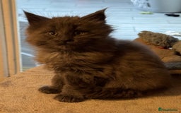 Maine Coon cats for sale: Registered TICA Blue Smoke Maine Coon Kittens - Image 4