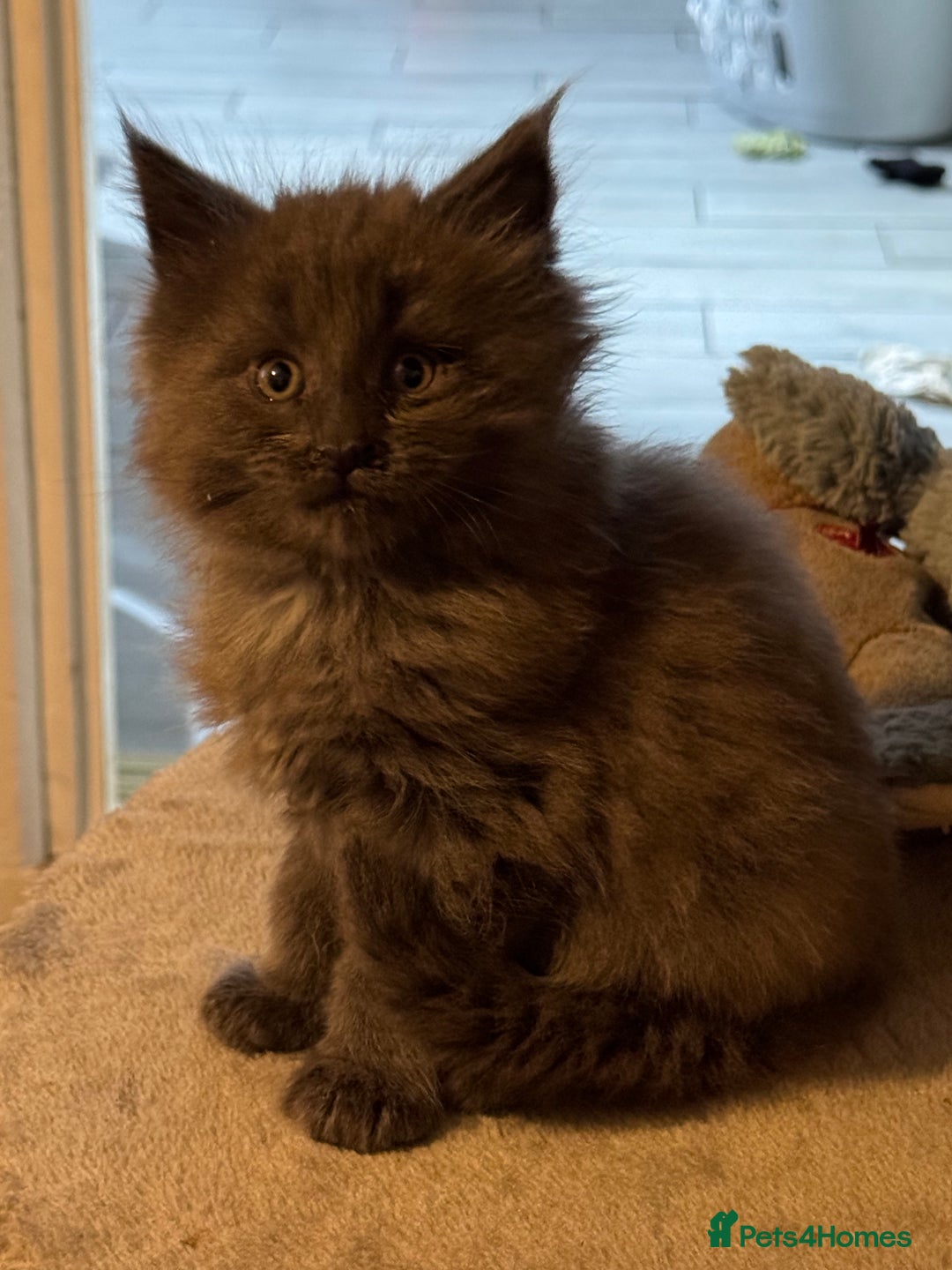 Maine Coon cats for sale: Registered TICA Blue Smoke Maine Coon Kittens - Image 4