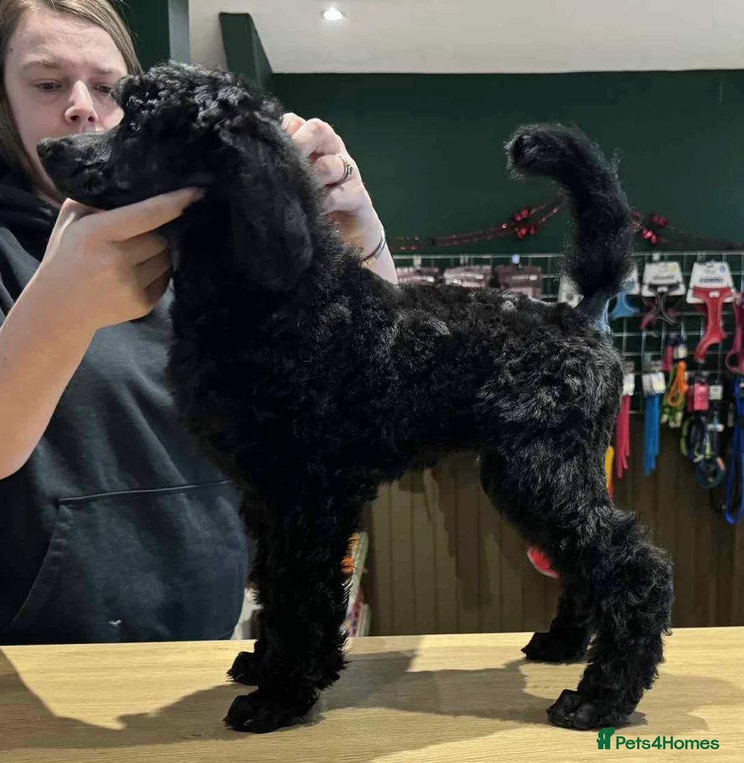 Standard Poodle dogs for sale: Champion sired standard poodles  - Advert 4