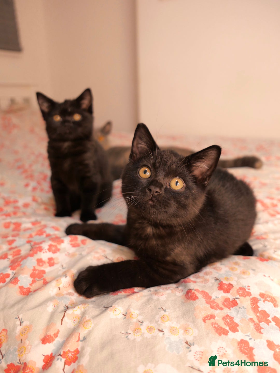 British Shorthair cats for sale: GCCF Registered British Shorthair Kittens -Cardiff - Advert 4