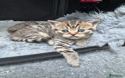 Scottish Fold cats for sale: Scottish straights  - Image 13