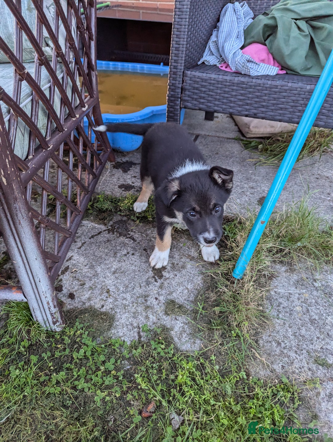 Border Collie dogs for sale: 5 Beautiful Working Border Collie Pups - Image 19