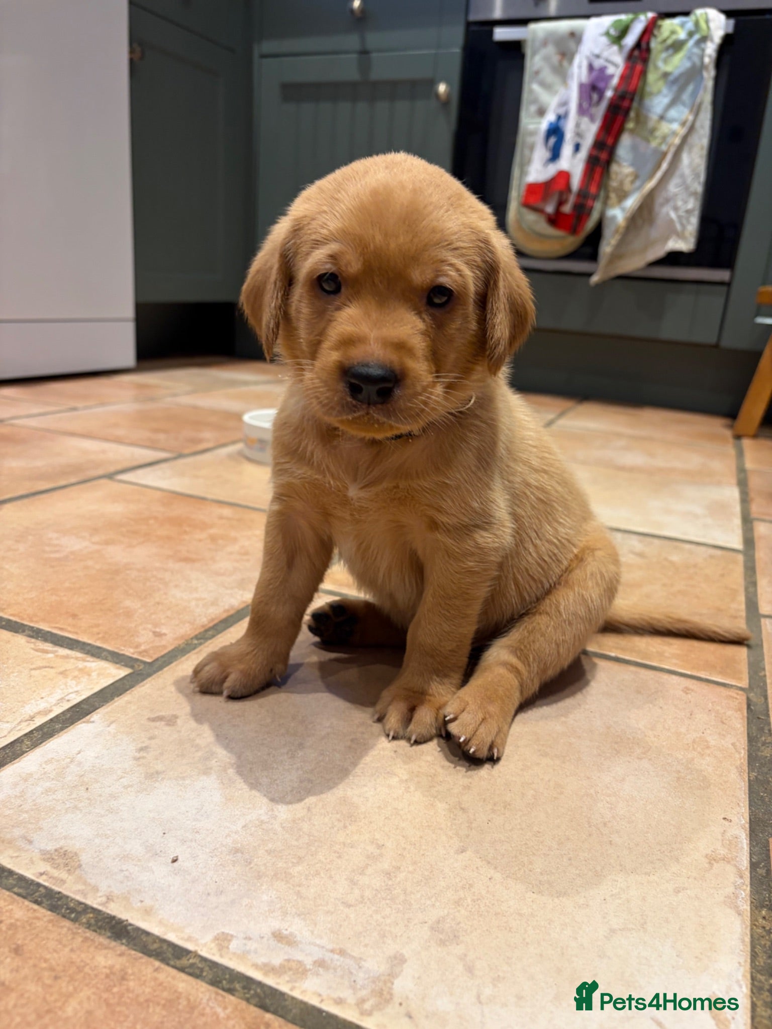 Labrador Retriever dogs Fox red Labrador puppies  - Advert 14