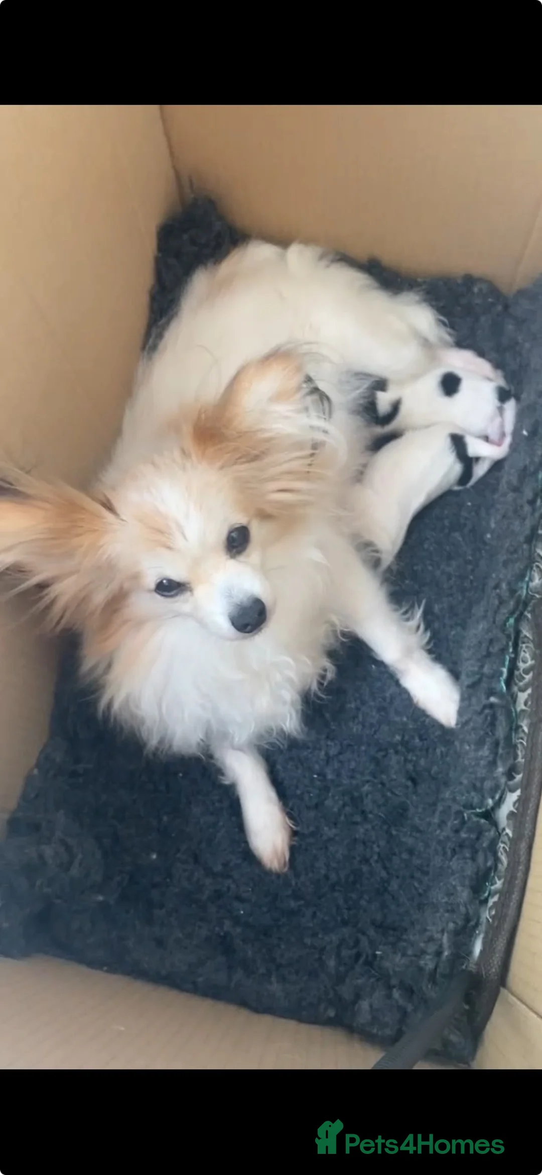 Papillon dogs for sale: Beautiful boy puppy  - Advert 2