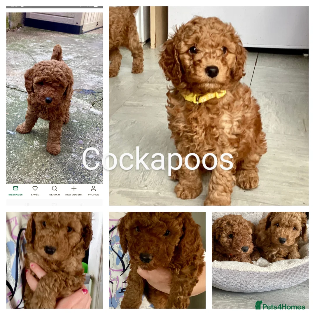 Toy Poodle dogs for stud: toy poodle short notice DNA clear PRA in Nottingham - Advert 35