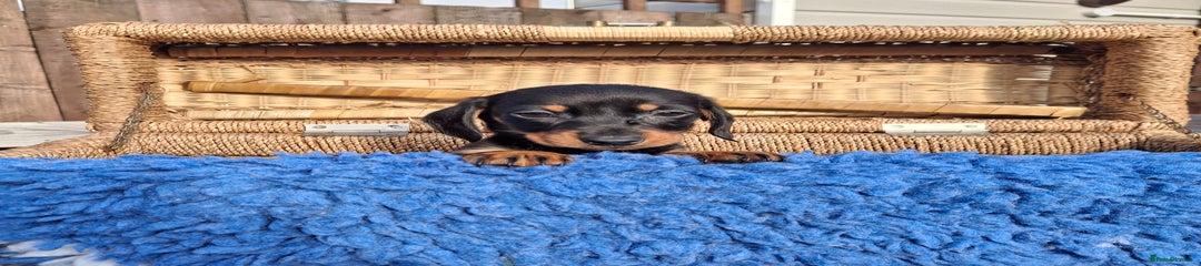 Dachshund Puppy 1