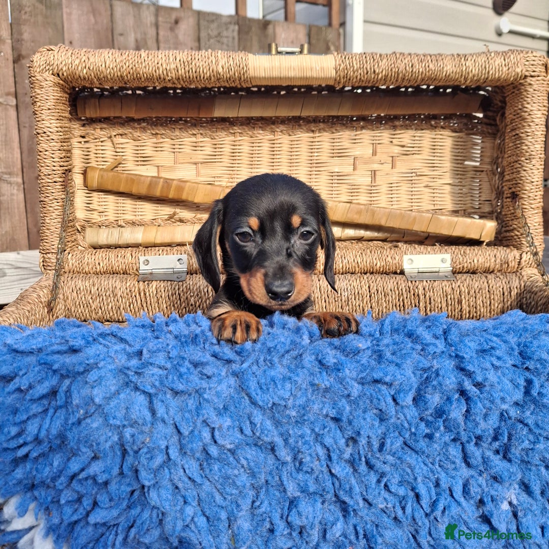 Dachshund dogs for sale: Minature Dachshund puppy,s - Image 15