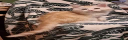 Maine Coon cats for sale: GCCF Pedigree Maine Coon Kittens  - Advert 32