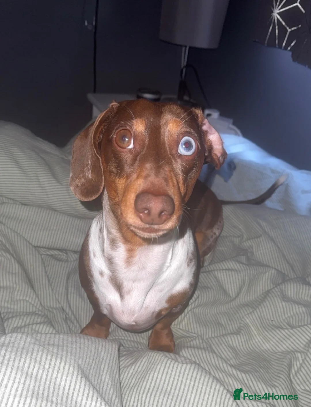 Miniature Dachshund dogs for stud: Stud — Miniature Dachshund in Exeter - Advert 13