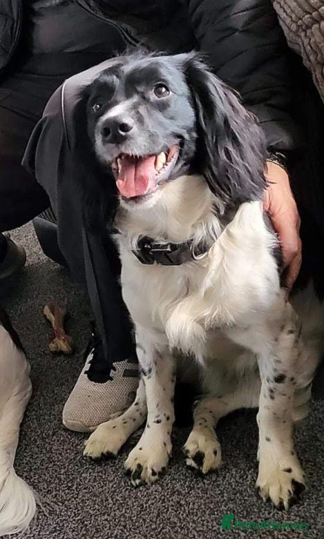 English Springer Spaniel dogs for sale: 7 x English Springer Spaniel puppies for sale - Advert 1