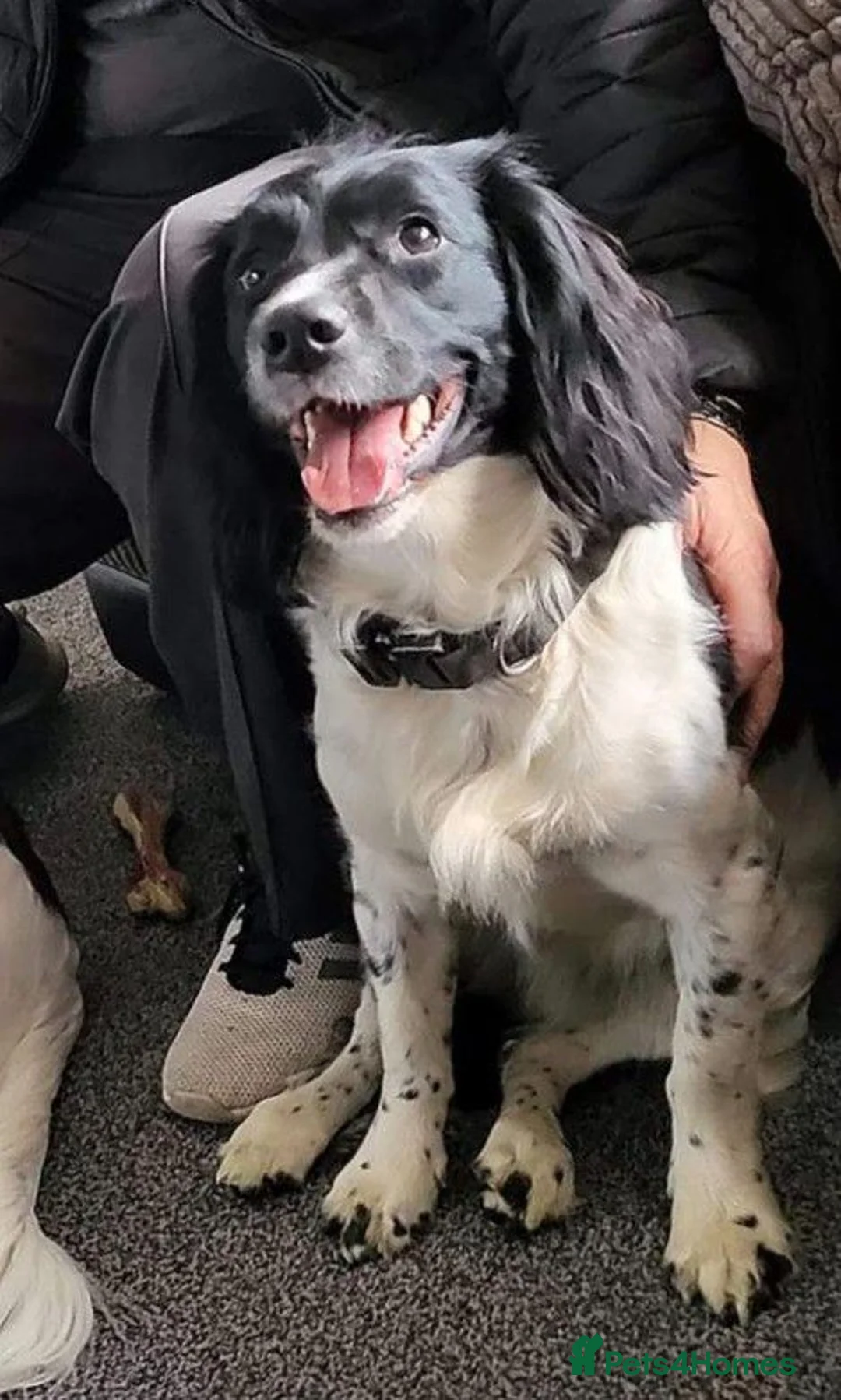 English Springer Spaniel dogs for sale: 7 x English Springer Spaniel puppies for sale - Advert 1