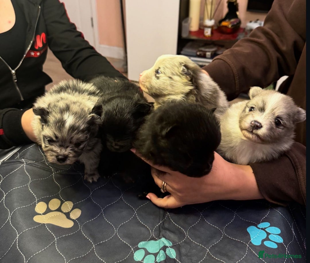 Pomeranian dogs for sale: Stunning Pomeranians  - Image 1