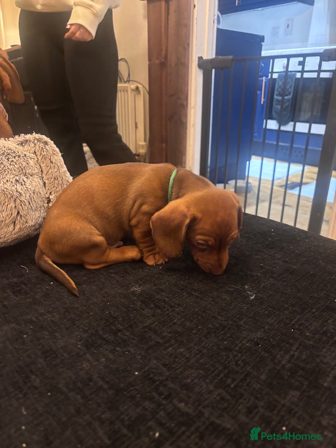 Dachshund dogs for sale: 2 red miniature dachshund puppies - Advert 7