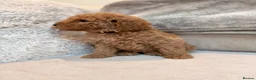 Goldendoodle dogs for sale: Super Quality Doodles  - Advert 18