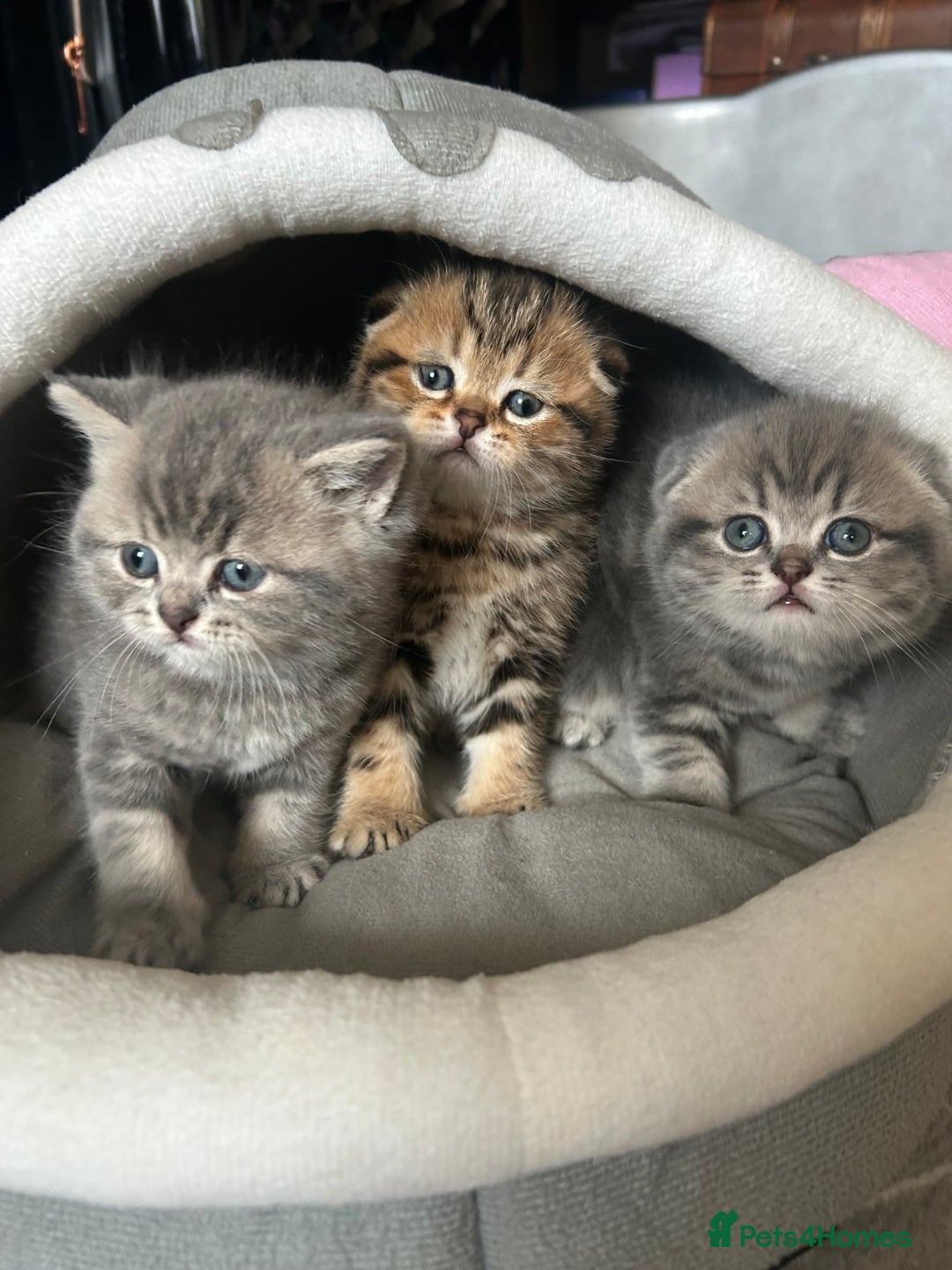 Scottish Fold cats for sale: Pure breed SCOTTISH FOLD - Image 25