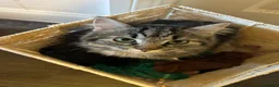 Mixed Breed cats for sale: Litter of 5 ragdoll tabby mixes  - Advert 14