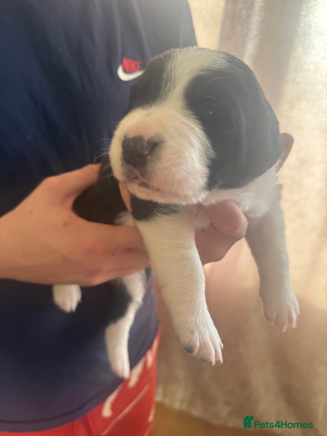 Sprollie dogs for sale: Sprollie puppies  - Image 1