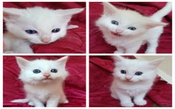 Mixed Breed cats for sale: 4 Gorgeous Pure White Kittens - Image 1