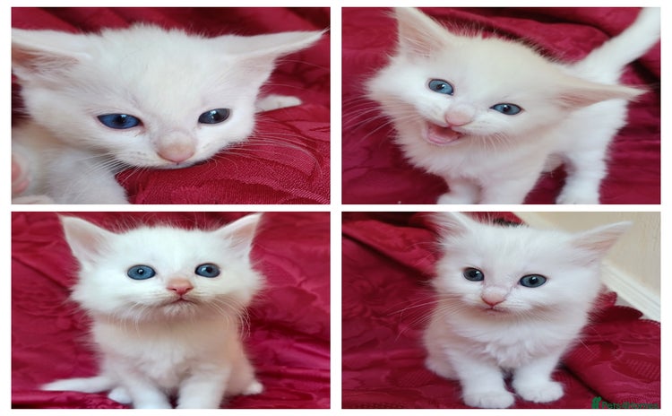 Mixed Breed cats - Advert 6
