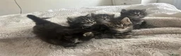 Siberian cats for sale: Siberian Cross breed, stunning litter of 5 kittens - Advert 21