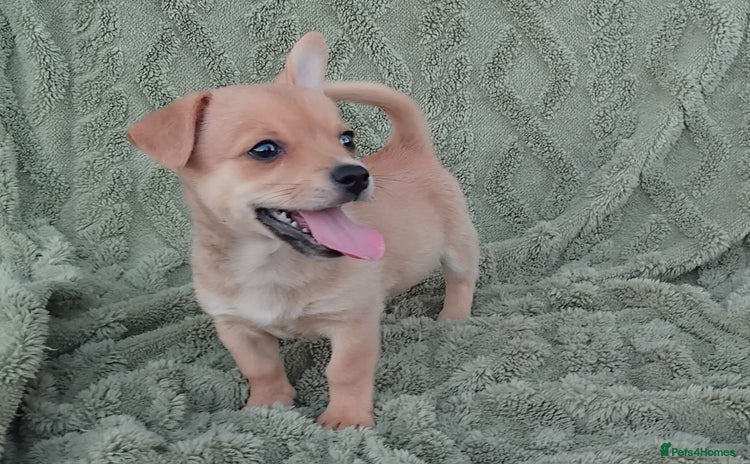 Chiweenie dogs - Advert 1