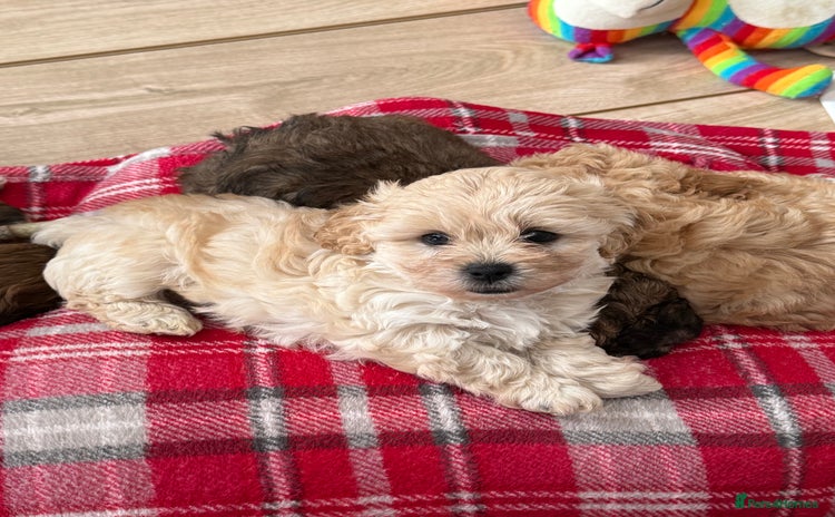 Cavachon dogs - Advert 1