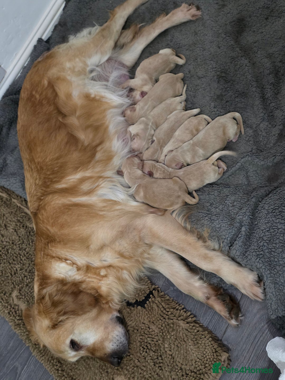 Golden Retriever dogs for sale: Beautiful and Loving Golden Retriever Puppies 🐶  - Advert 12