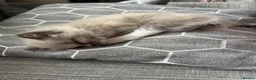 Ragdoll cats for sale: 2 Gorgeous Ragdoll Kittens - Advert 7