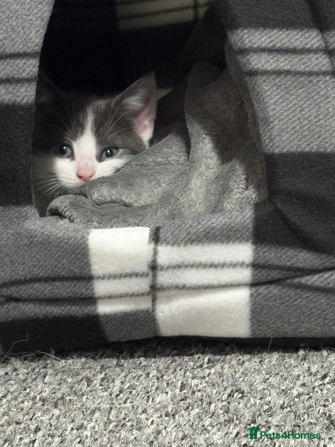 Mixed Breed cats for sale: 10 weeks old female kitten  - Advert 3