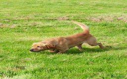Labrador Retriever dogs for sale: Last strong lab pup ready to leave - Image 8