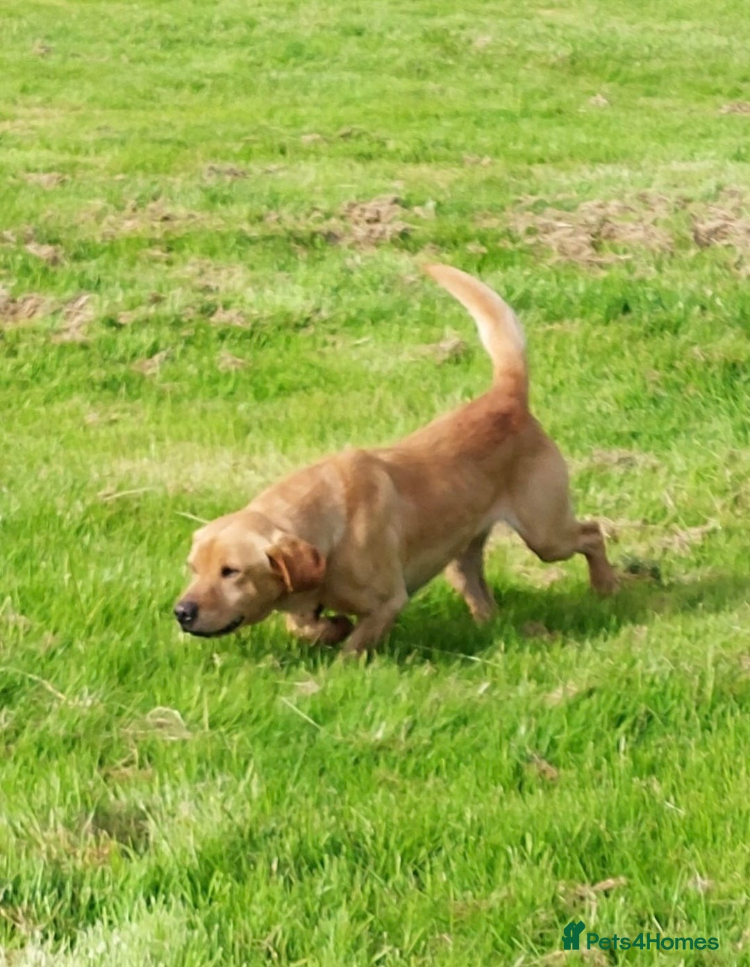 Labrador Retriever dogs for sale: Last strong lab pup ready to leave - Image 8