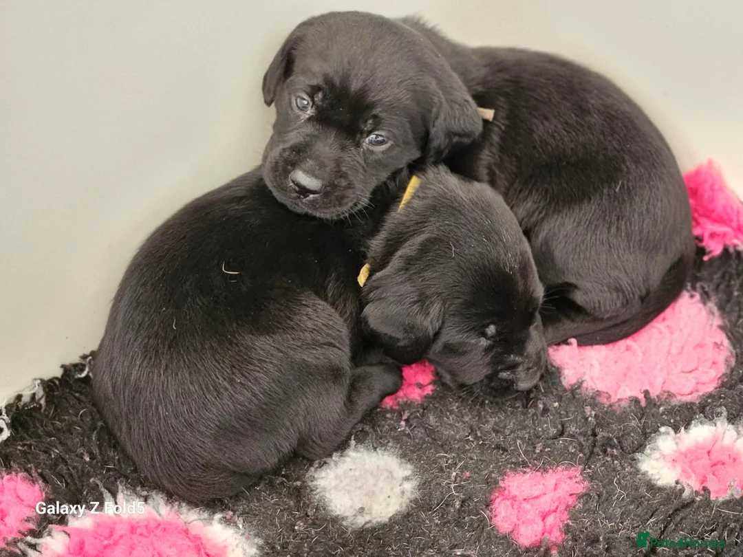 Labrador Retriever dogs for sale: KC REG STUNNING BLACK LITTER HEALTH TESTED PARENTS - Advert 2