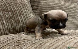 Cane Corso dogs for sale: Cane Corso Puppies for Sale - Image 25