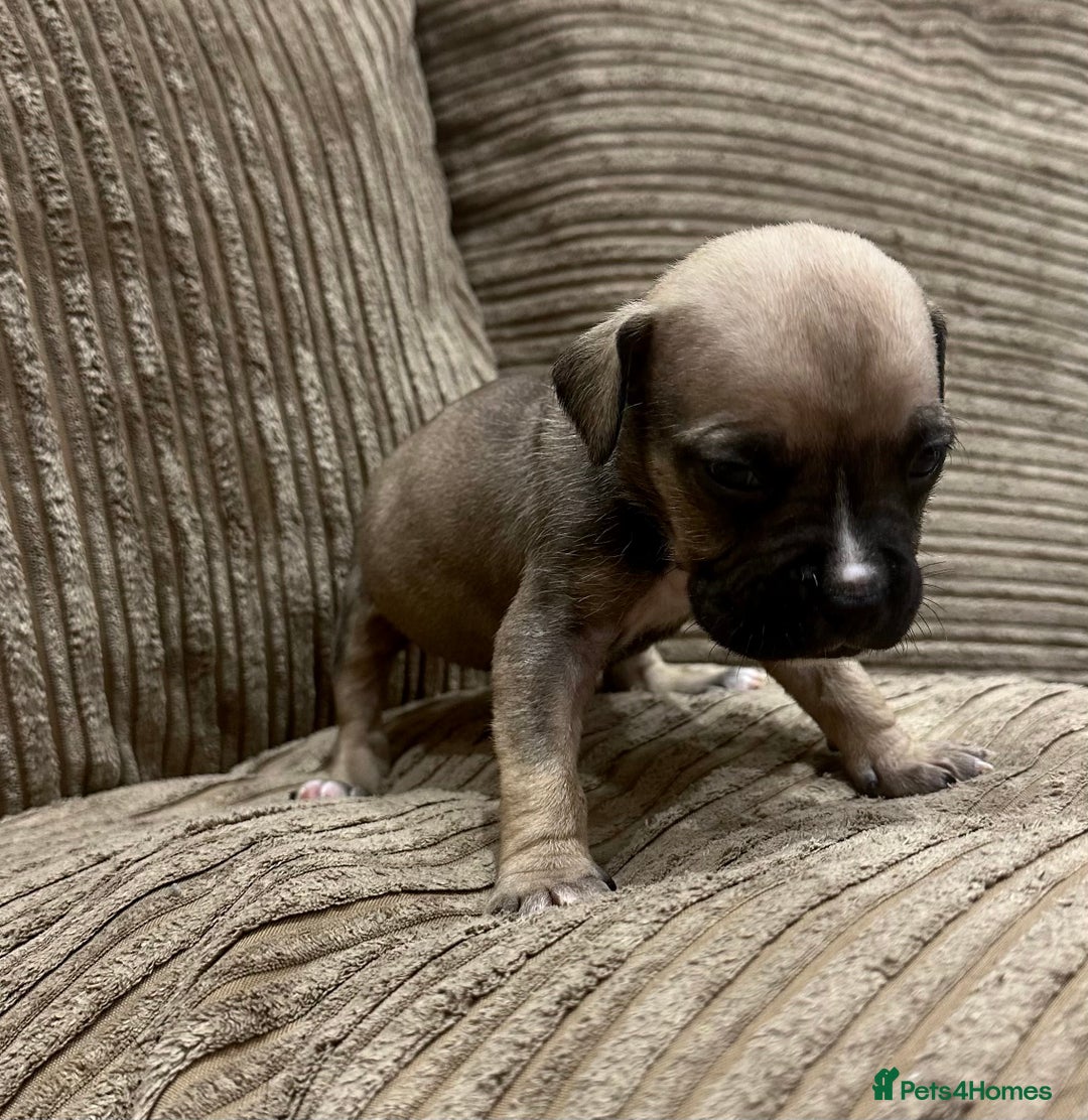 Cane Corso dogs for sale: Cane Corso Puppies for Sale - Image 25