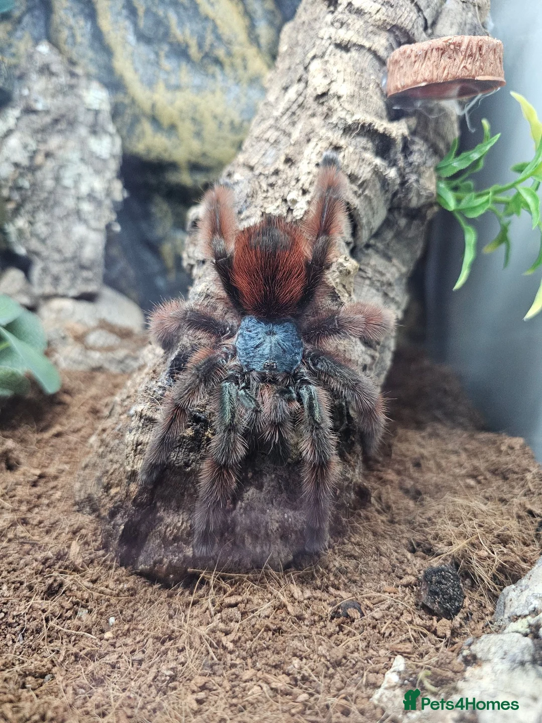 Tarantulas invertebrates for sale: Female Caribena Versicolor & Set up - Advert 2