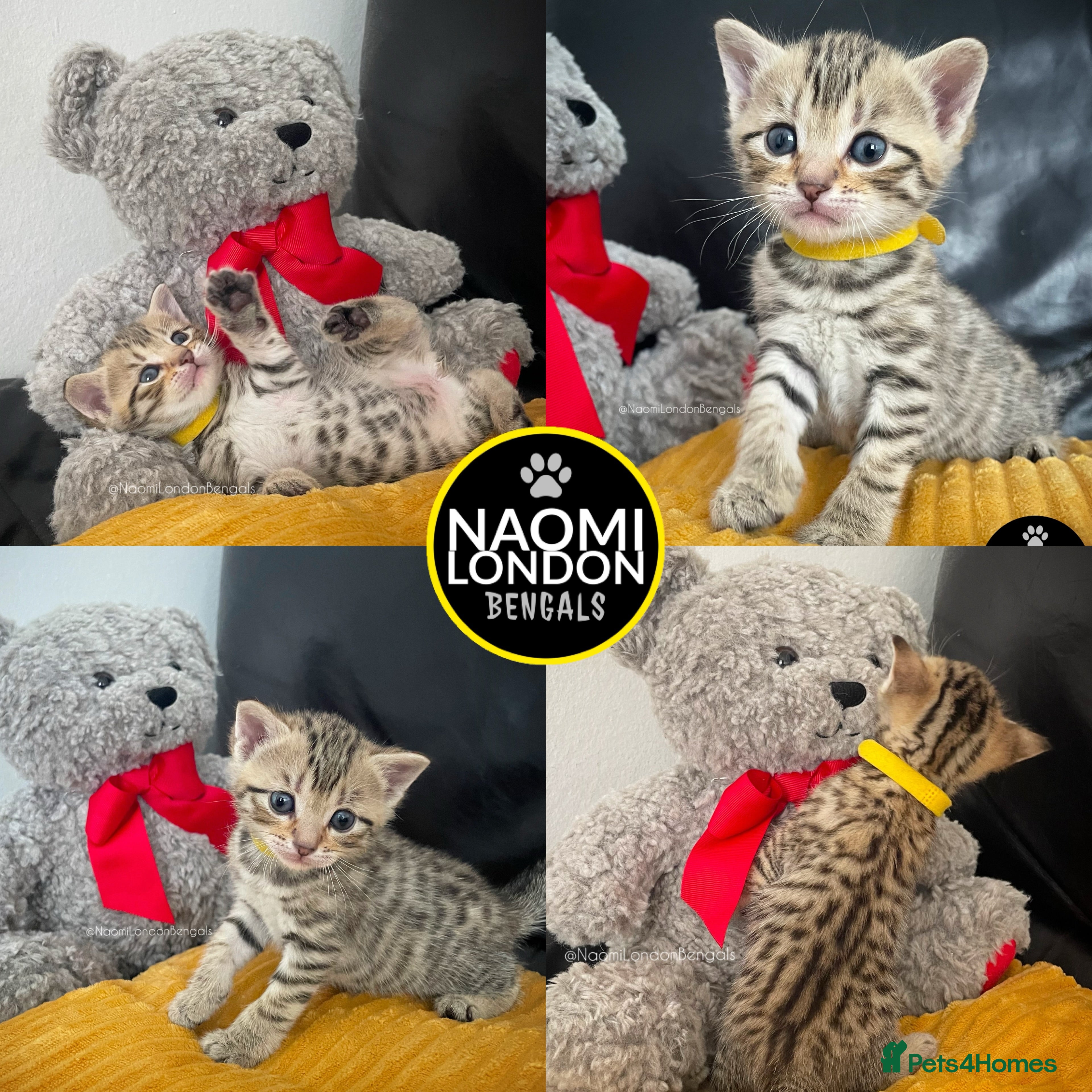Bengal cats 🌈 BENGAL KITTENS 🌈 ⭐️⭐️⭐️⭐️⭐️ - Advert 2
