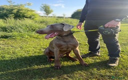 Dobermann dogs for sale: Selling our 2yr old male Doberman  - Advert 5