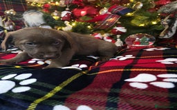 Cockapoo dogs for sale: Cockapoo puppies  - Advert 8