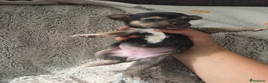 Mixed Breed 3