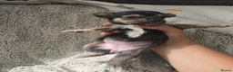 Mixed Breed dogs for sale: Jackawawas  in Bristol - Advert 6