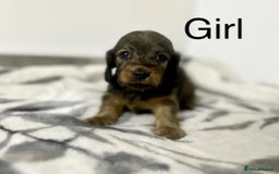 Miniature Dachshund dogs for sale: Miniature longhair dachshunds health test parents  - Image 2