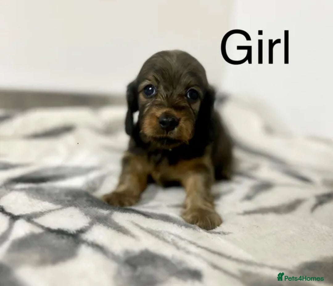 Miniature Dachshund dogs for sale: Miniature longhair dachshunds health test parents  - Image 2