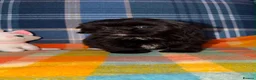Shih Tzu dogs for sale: 💖💙Stunning Black Shih Tzu Puppies💙💖 - Advert 5